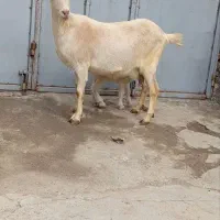 بزسانن|حیوانات مزرعه|مشگین شهر, |دیوار