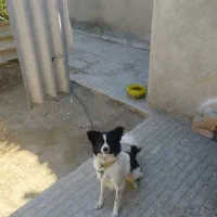 سگ خونگی|سگ|ایرانشهر, |دیوار