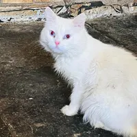 گربه پرشین