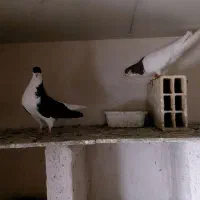 تعداد 26 عدد کبوتر جفت 1200