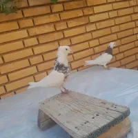 کبوتر طوقی جفت