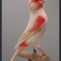 قناری درجه یک
