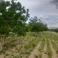 فروش-باغ-گردو-با-اب-عالی