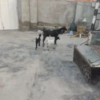 بزه دو قلو جزیزی کهرهاش هردوتاش نر هستش