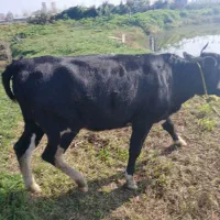 گاو ماده ۴ ماه بار دار به فروش میرسد|حیوانات مزرعه|سنگر, |دیوار