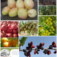 نهالستان بزرگ ساوه و گازران|خدمات باغبانی و درختکاری|ساوه, |دیوار