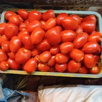 گوجه تازه چین
