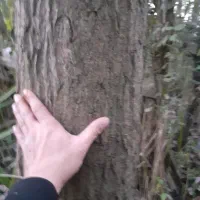 فروش تعداد بالا درخت صنوبر|گل و گیاه طبیعی|شلمان, |دیوار