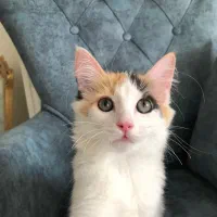 گربه DLH 6 ماهه|گربه|اندیشه, اندیشه فاز ۴|دیوار