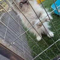 گربه پرشین|گربه|فردیس, فردیس|دیوار