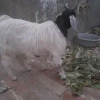 بزغاله چاق وسرحال پول لازمم|حیوانات مزرعه|مشهد, بهمن|دیوار