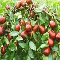 پیش فروش نهال عناب چینی یکساله|خدمات باغبانی و درختکاری|نهاوند, |دیوار