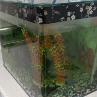 آکواریوم شیشه خم|ماهی|پاکدشت, پاکدشت (مامازند)|دیوار