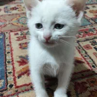 گربه نژادdsh