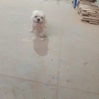 شیتزو انکل تراپی با شناسنامه|سگ|مشهد, بهار|دیوار