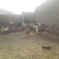 بز کره میش گوسفند