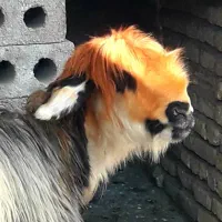 گوسفند میش اصیل بختیاری