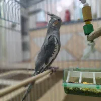 عروس هلندی آواز خون و دستی