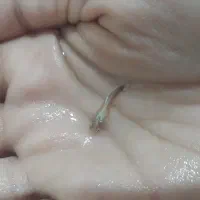 ماهی گوپی|ماهی|اسفراین, |دیوار