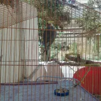 عروس وماهی