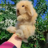 خرگوش لوپ اصیل مجموعه مجاز|موش و خرگوش|بابل, |دیوار