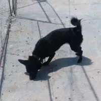 سگ پاکوتاه|سگ|رفسنجان, |دیوار