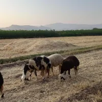فروش ۱۰ باک کاه