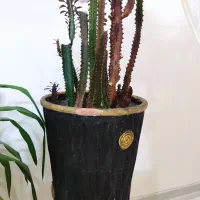 گل وگیاه|گل و گیاه طبیعی|مشهد, امامیه (شهرک غرب)|دیوار