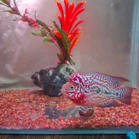 کینگ کامفا رد بیس وارداتی