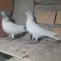 کبوتر|پرنده|مینودشت, |دیوار