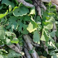 ترب سفید محلی|خوردنی و آشامیدنی|زرگرشهر, |دیوار