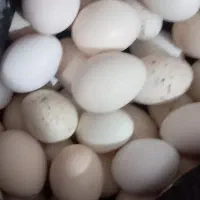 تخم مرغ محلی