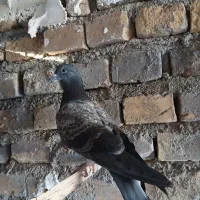 کفتر|پرنده|اردکان, |دیوار