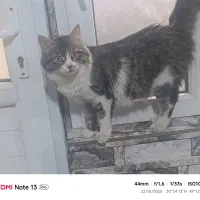 واگذاری گربه|گربه|بندر ماهشهر, |دیوار