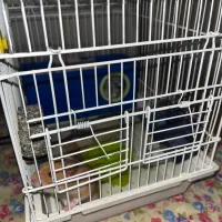 همستر|موش و خرگوش|تهران, شهرک ولیعصر جنوبی|دیوار