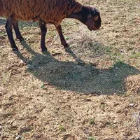 بره افشاری فروشی