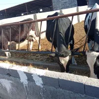 گاو آبستن سرسینه