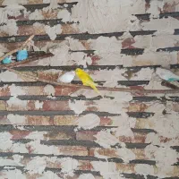 چند جفت مرغ عشق مولد و تخم گذار|پرنده|قره ضیاالدین, |دیوار