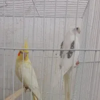 عروس نرو ماده