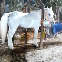 سیلمی|اسب و تجهیزات اسبسواری|اردبیل, |دیوار