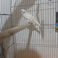 قناری موزایکی|پرنده|شاهینشهر, فردوسی|دیوار