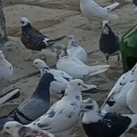 کبوتر،کفتر