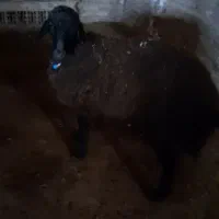 فروش بره همو