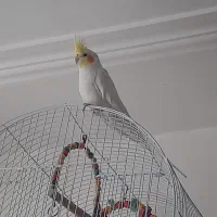 عروس هلندی نر لتینیو