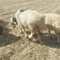فروش قوچ