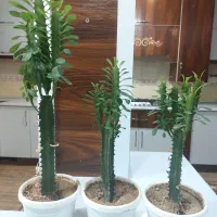 گل افوربیا سبز