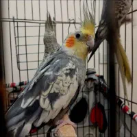 جوجه طوطی عروسی هلندی|پرنده|تهران, تاکسیرانی|دیوار