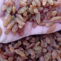 فروش انواع کشمش خوراکی و آبگیری