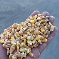 انبار علوفه حاج امیر|عمده‌فروشی|امیدیه, |دیوار