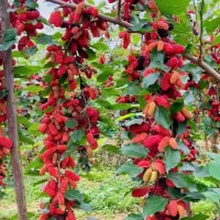 نهال ریشه لخت